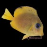 Atlantic Blue Tang Juvenile