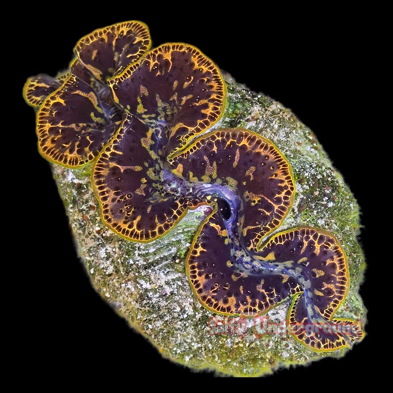 Gold Dust Ultra-Grade Maxima Clam 5.5 inches