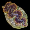 Gold Dust Ultra-Grade Maxima Clam 5.5 inches