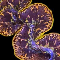 Gold Dust Ultra-Grade Maxima Clam 5.5 inches