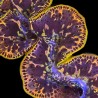 Gold Dust Ultra-Grade Maxima Clam 5.5 inches