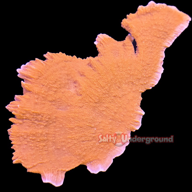 Montipora Highlighter