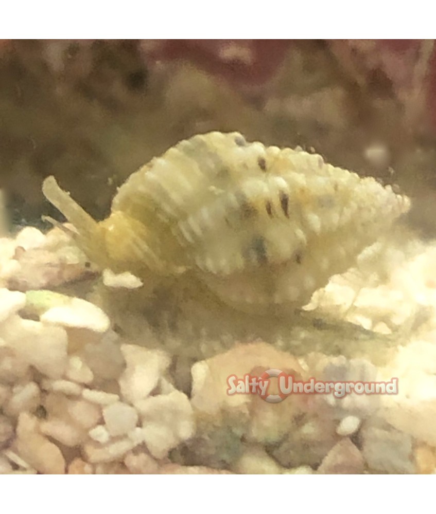 Salty Underground: Nassarius Snail Nano (Nassarius sp.)