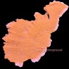 Montipora Highlighter