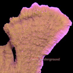 Montipora Highlighter