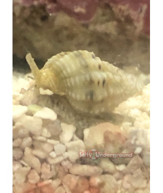 Salty Underground: Nassarius Snail Nano (Nassarius sp.)