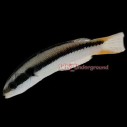 Juvenile Rainbow Wrasse...