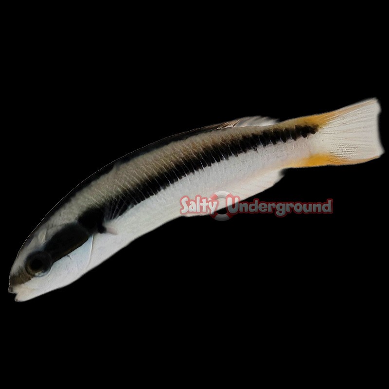 Juvenile Rainbow Wrasse (Thalassoma Amblycephalum)