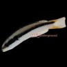 Juvenile Rainbow Wrasse (Thalassoma Amblycephalum)