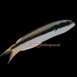Juvenile Rainbow Wrasse (Thalassoma Amblycephalum)