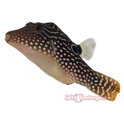 Pearl Toby Puffer (Canthigaster margaritata)