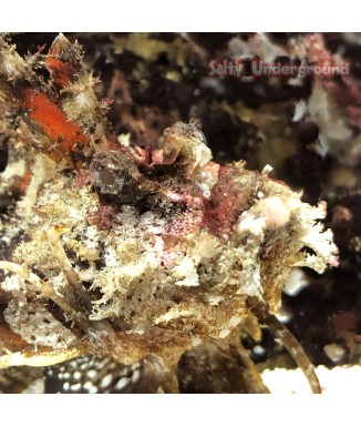 Filament Devil Scorpionfish  (Inimicus filamentosus) 3