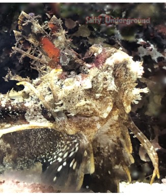 Filament Devil Scorpionfish  (Inimicus filamentosus) 4