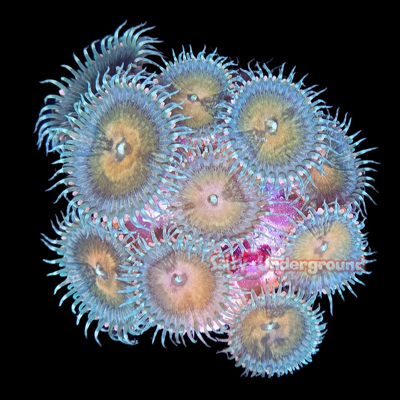 Multicolored Palythoa