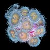 Multicolored Palythoa