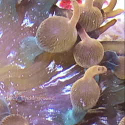 Acid Rainbow Bubble Tip Anemone 4-5"