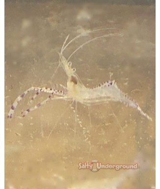 Salty Underground: Pederson Anemone Cleaner Shrimp (Ancylomenes pedersoni)