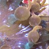 Acid Rainbow Bubble Tip Anemone