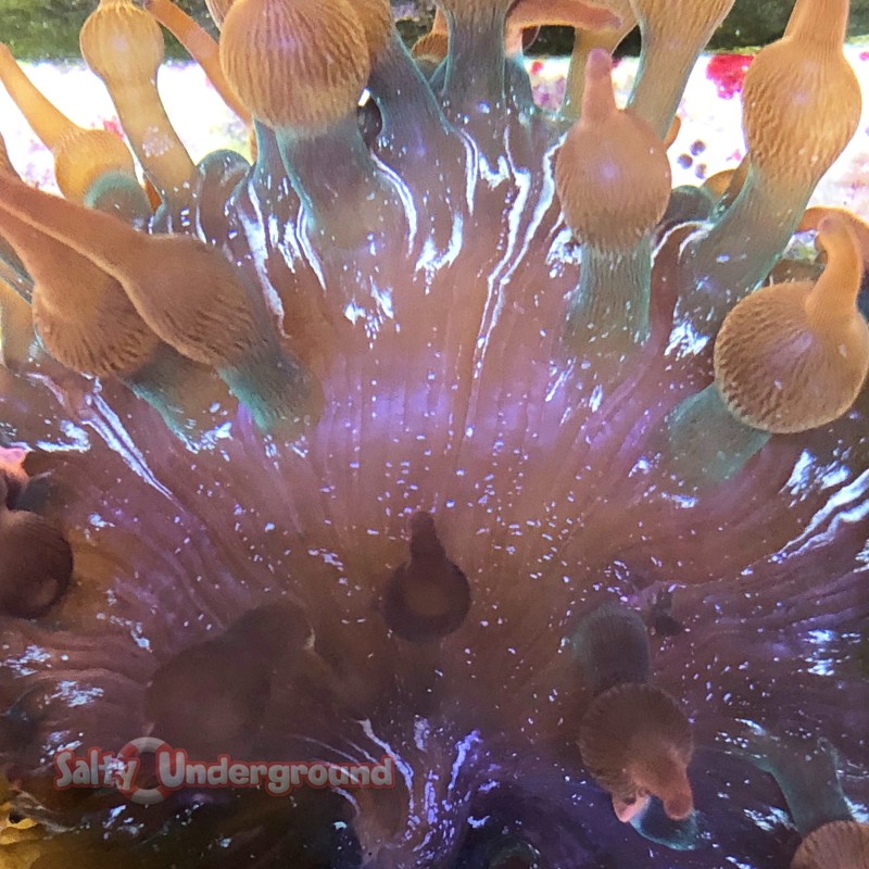 Acid Rainbow Bubble Tip Anemo