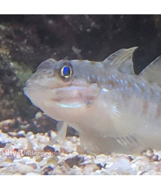 Salty Underground: Glass Blenny
