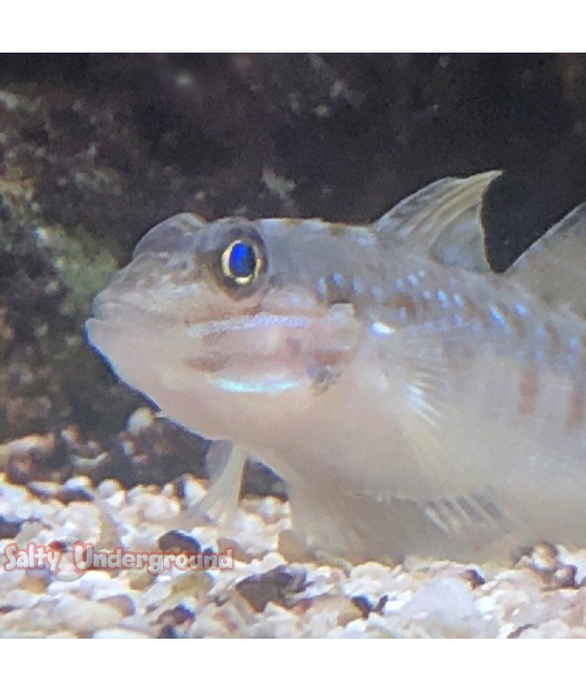Salty Underground: Glass Blenny