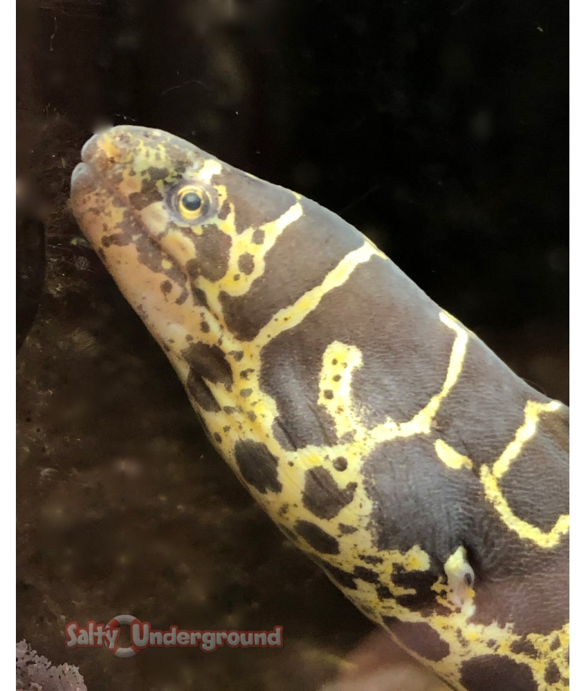 Chain Link Moray Eel