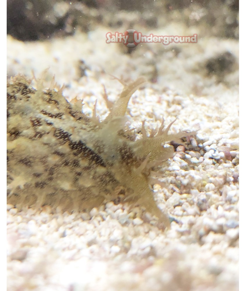 Salty Underground: Shaggy Sea Hare (Bursatella Leachii)