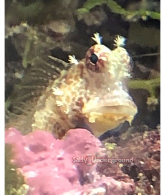 Salty Underground: Triple Spot Blenny (Crossosalarius macrospilus)