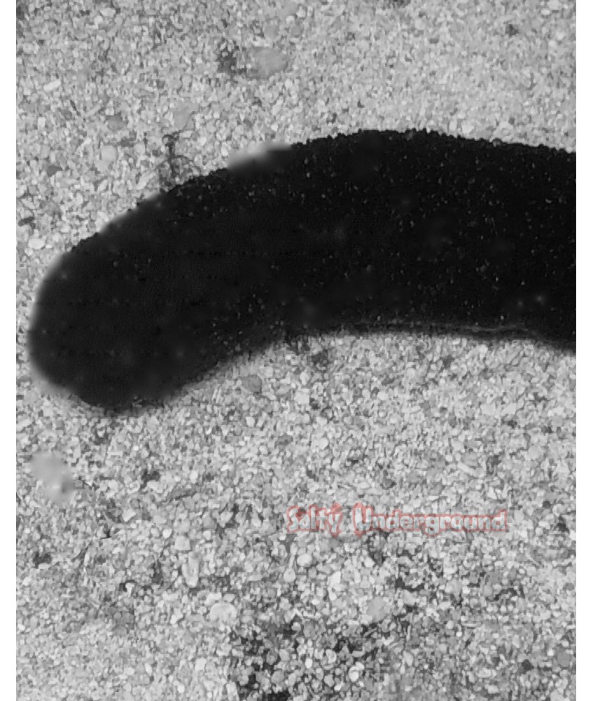 Salty Underground: Tan and White Sea Cucumber (Holothuria Atra)