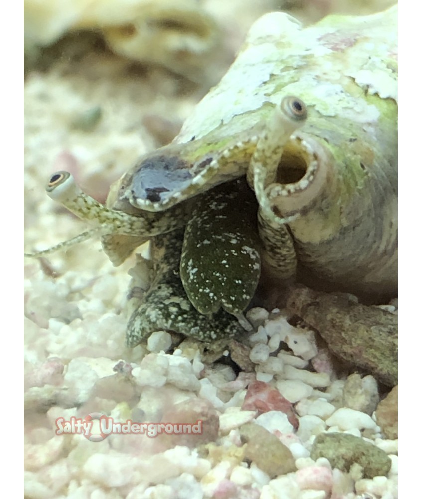 Salty Underground:  Conch Snail