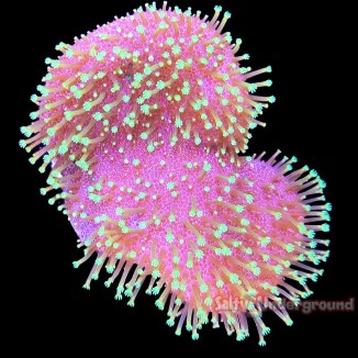 Salty Underground: 3 Inch Aquacultured Neon Green Toadstool Leather Coral (Sarcophyton)