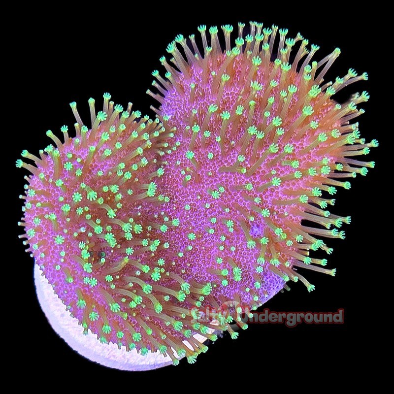 Salty Underground: 3 Inch Aquacultured Neon Green Toadstool Leather Coral (Sarcophyton)