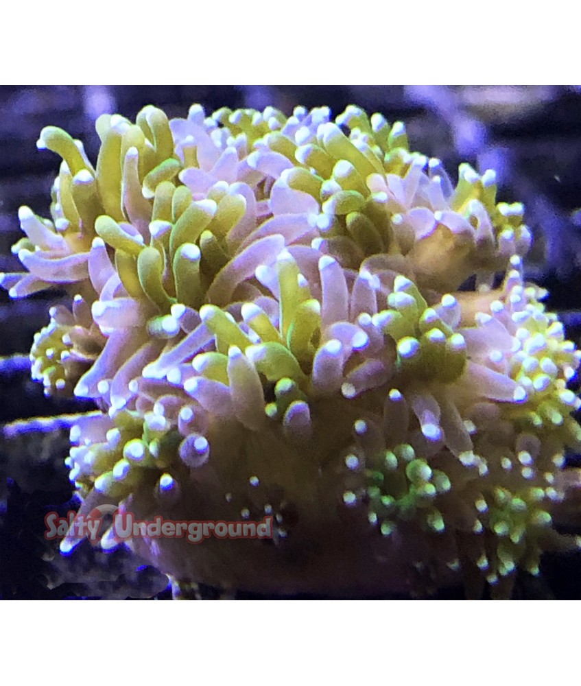 Salty Underground: Galaxia Coral