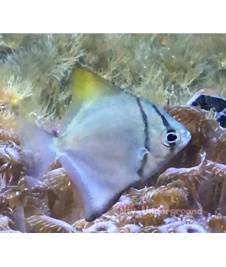 Salty Underground: Silver Moony (Monodactylus argenteus)