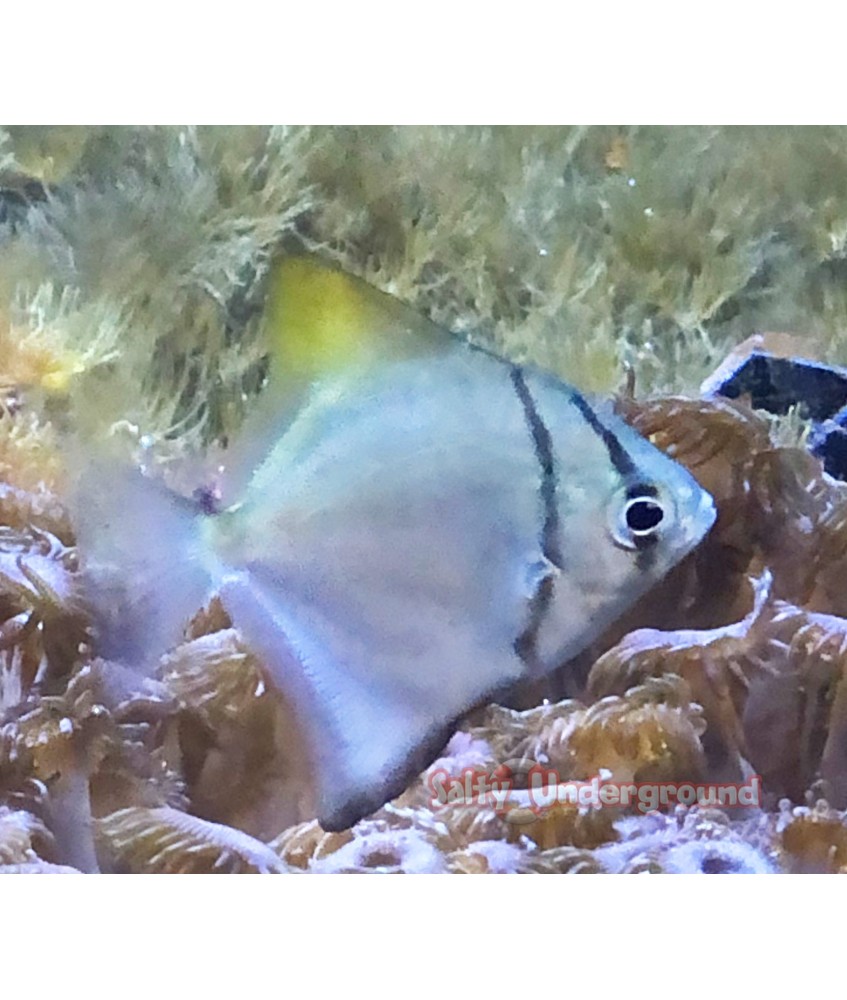 Salty Underground: Silver Moony (Monodactylus argenteus)