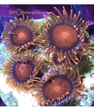 Salty Underground: Bam Bam Zoanthid