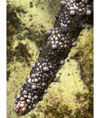 Salty Underground: Dalmation Starfish (Linckia Multifora)