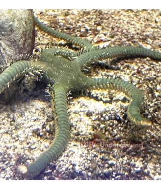 Green Brittle Starfish (Ophiocoma incrassata)