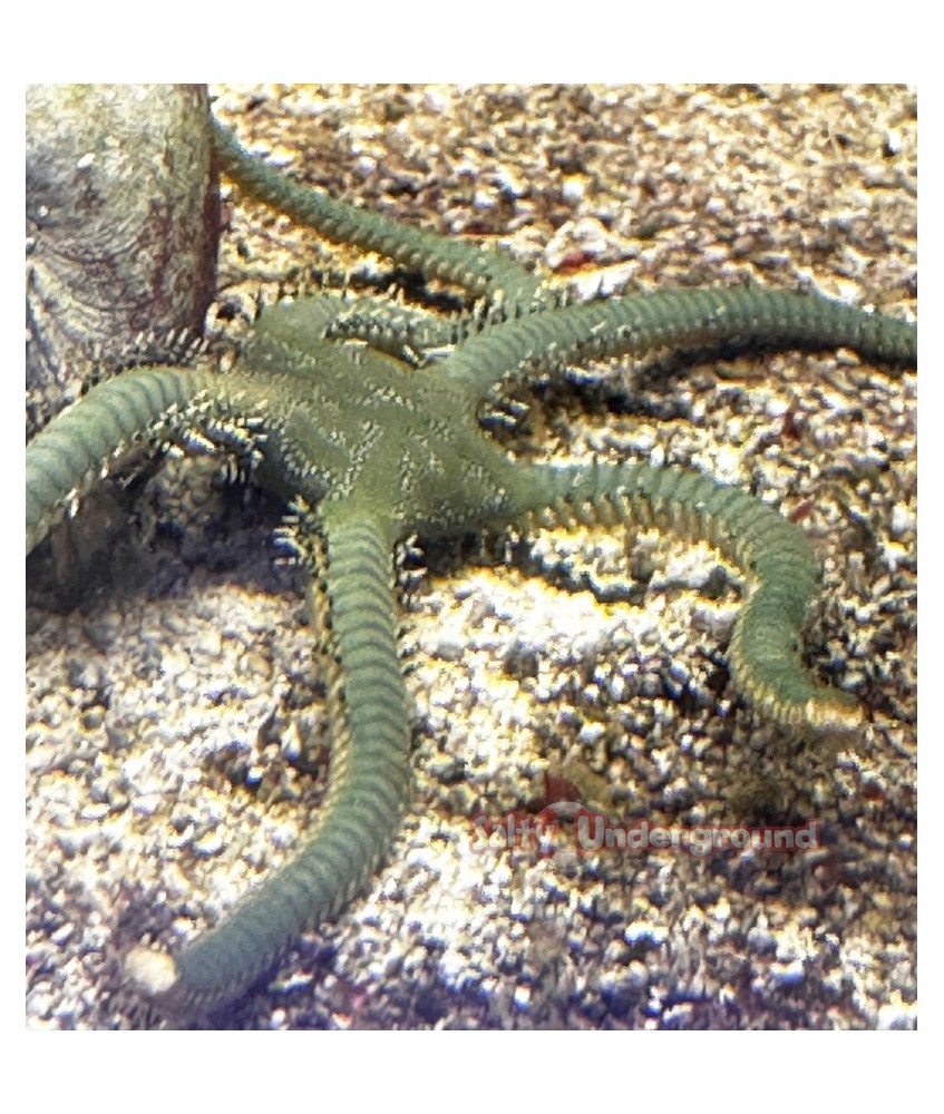 Green Brittle Starfish (Ophiocoma incrassata)
