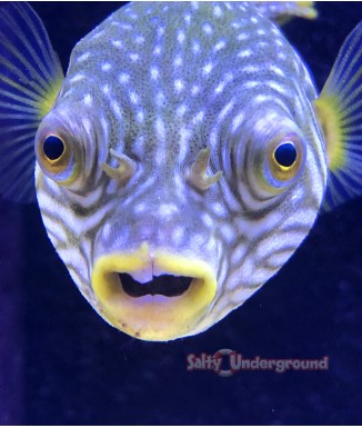 Salty Underground: Stars and Stripes Pufferfish (Arothron hispidus)