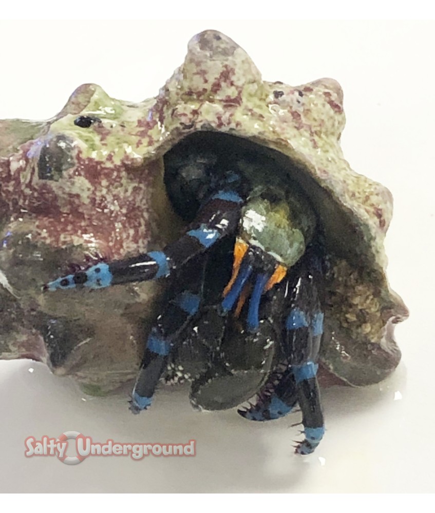 Electric Blue Leg Hermit Crab (Calcinus elegans)