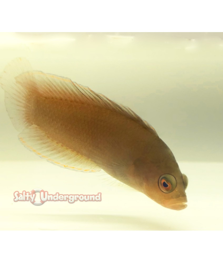 Green Serosa Dottyback (Pseudochromis veridis)