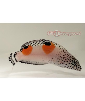 Salty Underground: Twin Spot Coris Wrasse