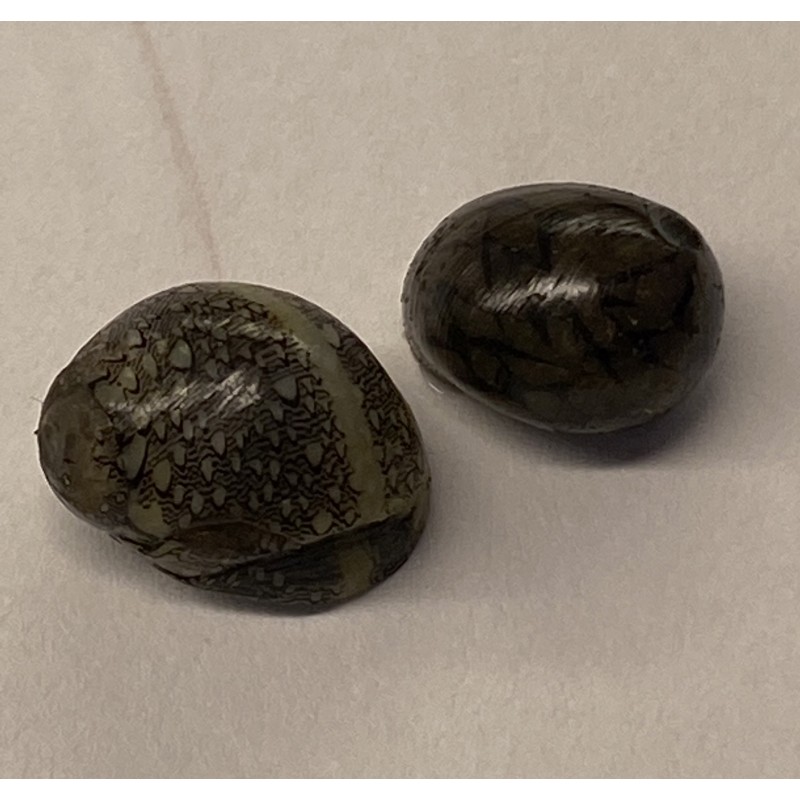 Virgin Nerite (Neritina virginea)