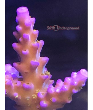Salty Underground: Route 66 Merlin Staff Acropora