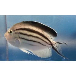 Lamarck Angelfish (Genicanthus lamarck)