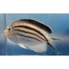 Lamarck Angelfish (Genicanthus lamarck)