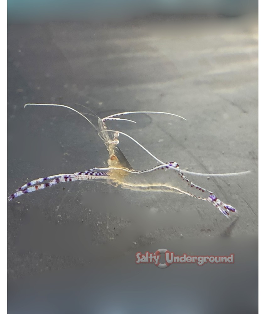 Pederson Cleaner Anemone Cleaner Shrimp (Ancylomenes pedersoni) 2
