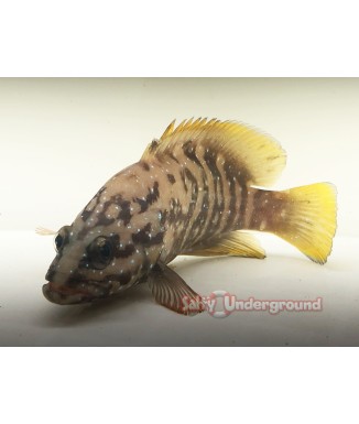 Salty Underground: Yellow Mouth Grouper