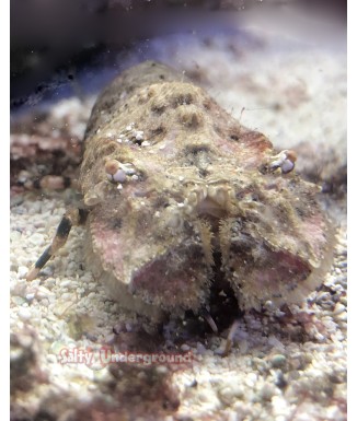 Salty Underground: Orange Dozer Lobster